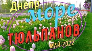 Днепр. Море тюльпанов. 7 мая 2022 года.