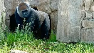 Gorillas At Safari Park + Frank And Monroe Update