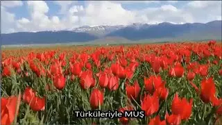Muş Ovası & Doğan Demir