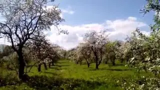 Что лучше, город или деревня? Live