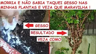 Morria e Não Sabia taquei Gesso Nas Plantas e veja que maravilha!