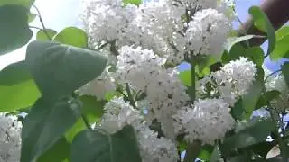 Белая Сирень Футаж