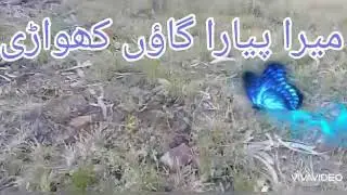 قدرت کے حسین نظارے کھواڑی کے گاؤں میں