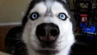 Mishka says 