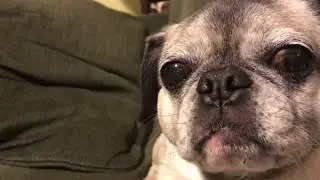 Penny Pug judges you for one minute!