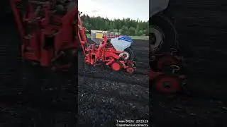 Сев подсолнечника 2024