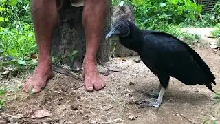 Corra para o Mato - Episódio 01 - Agrofloresta Paraty Mirim