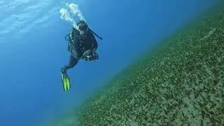 The underwater world is so peaceful and beautiful, Espiritu de Buceo PADI Dive Center Tenerife.