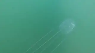 Australian Jellyfish in Winter
