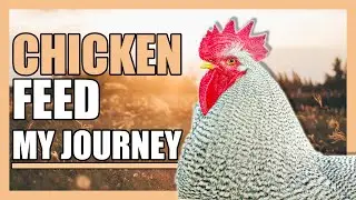 How I Feed My Backyard Chicken Flock