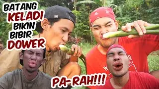 BIBIR JONTOR DOWER 2 MINGGU !!! EFEK MAKAN BATANG KELADI !!!
