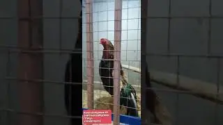 КАЛУГА БОЙЦОВСКИЙ ЕЛЕТНИ(2)