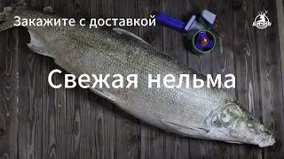 Свежая Якутская нельма. Летний вылов. Крупная. Вы такого не видели