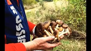 Нашли незнакомые нам грибы. Козочки - 
