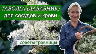 Таволга | Трава для чистых сосудов и улучшения кровообращения