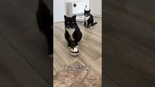 Коты живут лучше нас? 😂