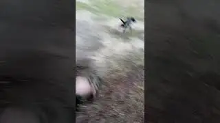 занимаемся🤣Рыбалка охота ягдтерьер 🦡