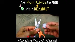 How to Prune Hibiscus Plant Correctly?