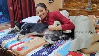 My Dog Shinchan Gets Angry When I Sleep On His Belly Then He Is Happy When I Massage His Belly