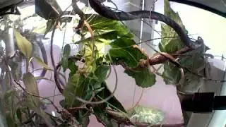 카멜레온 물먹기