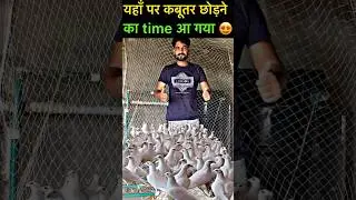 ऊपर वाली loft पर कबूतर 😍 | #pigeon #kabootar #kabootarbazi #shortsfeed #shorts