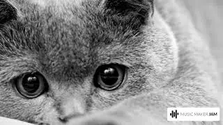 Cat look