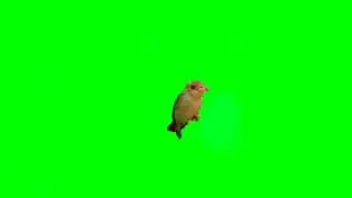 How to fly the little bird