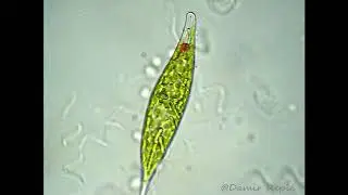 Euglena acus & Spirillum volutans