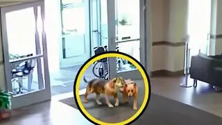 DOIS PIT BULLS ESCAPARAM E ENTRARAM EM UM HOSPITAL. O QUE ACONTECEU A SEGUIR É SURPREENDENTE!