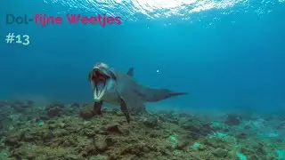 DOL-FIJNE WEETJES #13 Echolocatie!