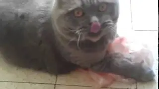 Страшный убийца!