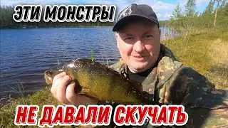 НАШЛИ озеро. Окуня ГИГАНТЫ гнут СПИННИНГ. СУПЕР рыбалка!