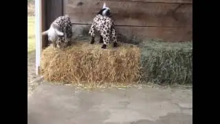 Козлята
