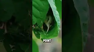 The bird that sews its own nest