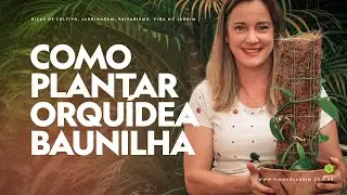 Como PLANTAR ORQUÍDEA BAUNILHA em VASO