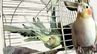 Выбор кореллы🦜 ИЛИ...Жако,Волнистый,Неразлучник🤔😴