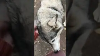 Питомник «Prorider kennel» в Карелии