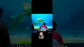 DO TURTLES TASTE LIKE CHICKEN | turtle talk with crush 😂