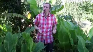 Comment planter un bananier?