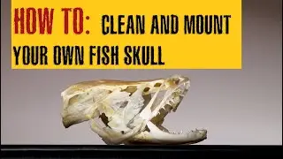HOW TO CLEAN A FISH SKULL | Northern SNAKEHEAD fish skull