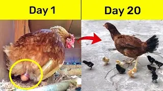 Amazing hen harvesting eggs to chicks | Egg hatching | wonderful nature | chicks born