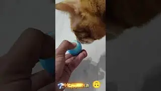 cat ALEX ❤❤ ждем комментарии 😂🙃❤we are waiting for comments❤🙃