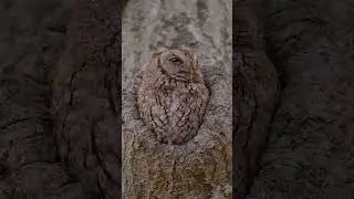 Mama Owl Yawns and STRETCHES her WINGS #owls #screech #like #love