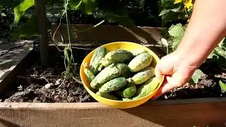 2 дня июля на даче / Мой Огород /