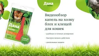 Обзор капель от блох и клещей | Дана Ультра для кошек менее 4 кг в новом дизайне | Апиценна