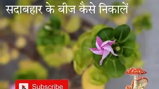 सदाबहार के बीज कैसे निकालें How to Collect Seed #plants #nursery #newvlog #new