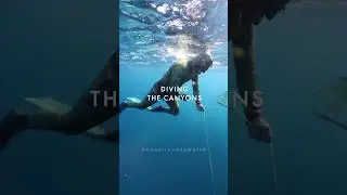 Spearfishing Tuna in the Northeast Canyons, New York