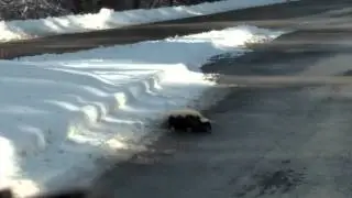 Drunk Skunk 12-13-14