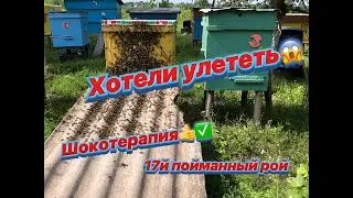 Зароилась семья😱 Шокотерапия или искусственный рой👍 17й пойманый рой. Дела на пасеке!