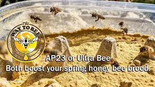 Dry Bee Feed Comparison: AP23 and Ultra-Bee Side-by-Side